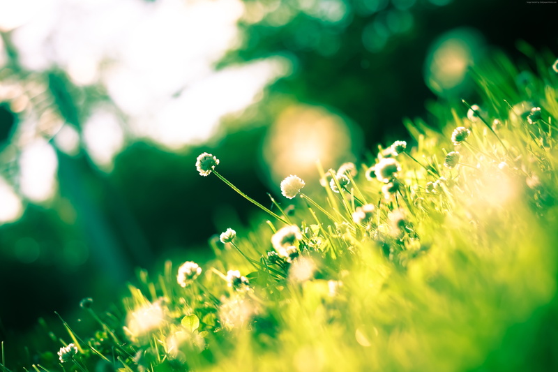 4k, Clover, flower, field, shamrock, grass, 4K