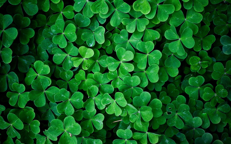 shamrock, leaves, green, 2K
