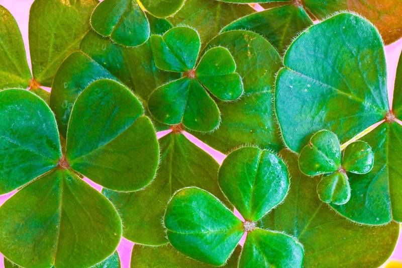 directly above, beauty in nature, leaves, ireland, high angle view, no people, St PatrickS Day, plant, plant part, growth, science, outdoors, st paddys day