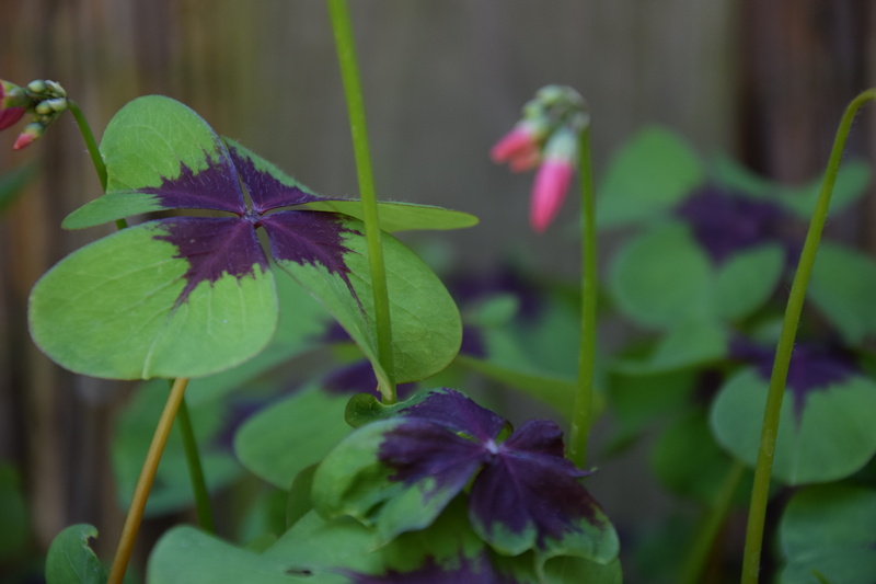 four leaf clover, lucky charm, growth, n, luck, outdoors, clover, shamrocks, day, nature, green, green color, flower head, 5K, beauty in nature, purple