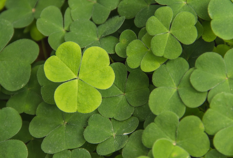 tranquility, green color, backgrounds, green, beauty in nature, leaf, plant part, raindrop, day, clover, leaves, outdoors, growth, shamrock, full frame