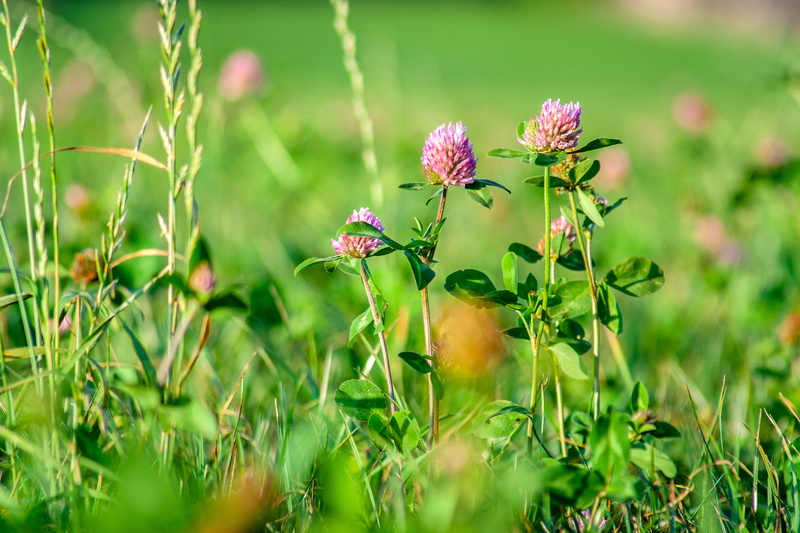 wild flower, shallow, blossom, shamrocks, grass, lucky clover, day, fragility, floral pattern, vulnerability, springtime, photography, spring, selective focus