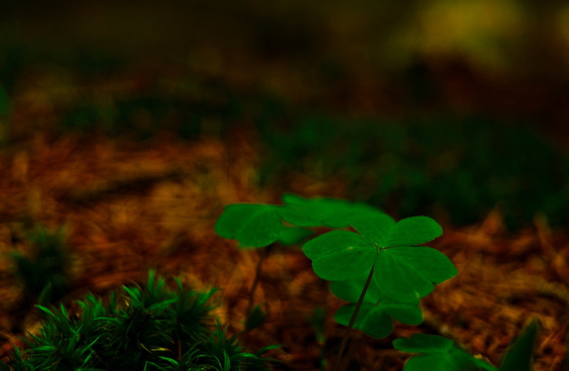 Shamrock, field, freshness, Forest, vulnerability, land, Nature, no people, focus on foreground, selective focus, Seasons, Spring, leaf, 1080P, Green