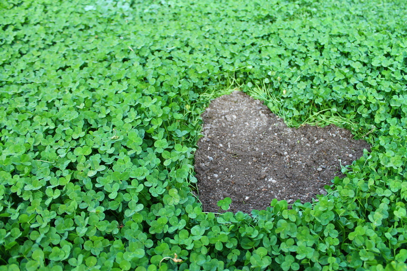 field, land, outdoors, high angle view, symbol, close-up, grass, klee, green color, directly above, heart, tranquility, freshness, 4K, day, plant part