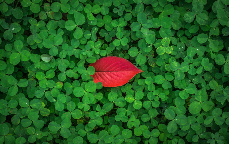 4K, Shamrock leaves, 4K, Different, HD
