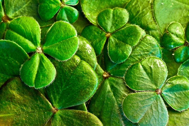 close-up, st paddys day, healthy eating, irish, green color, outdoors, holiday, symbol, food, photography, plant, ireland, clover, lucky, fruit, freshness
