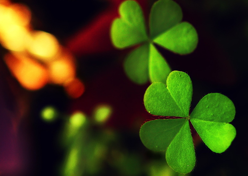 1080P, selective focus, outdoors, clover, green color, nature, plants macro shamrock, freshness, food, black background, vibrant color, plant part, plant