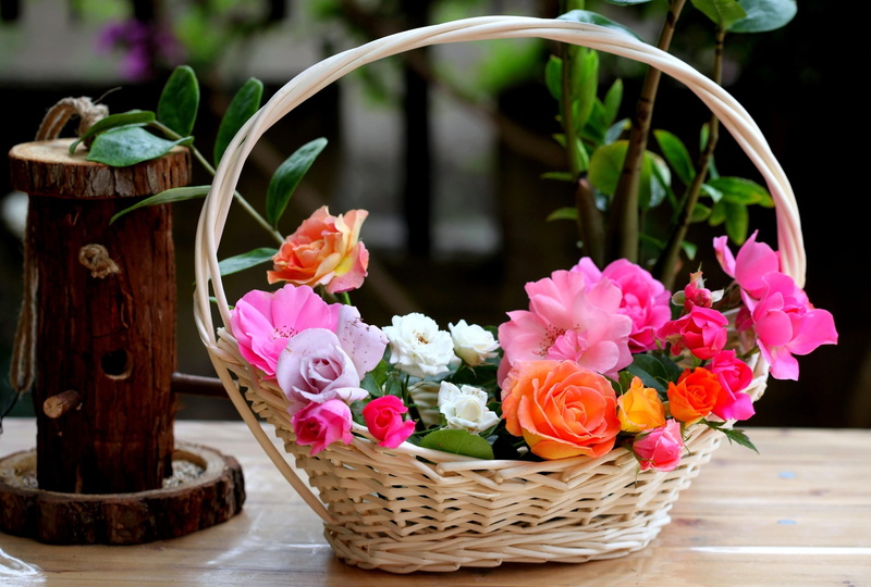 no people, focus on foreground, composition, flower, container, flower pot, red, springtime, outdoors, multi Colored, backgrounds, potted plant, decor