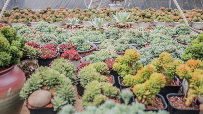 day, botany, vegetation, arbour, market, pineapple, food, freshness, assorted, aloe, agavaceae, cactus, flower, plant nursery, abundance, outdoors, no people