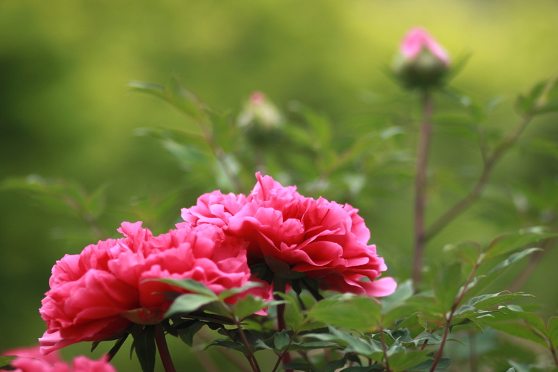 photography, skin, beauty in nature, outdoors, ho-am art museum, vulnerability, japanese tree peony, pink color, all box office until, carnation, freshness