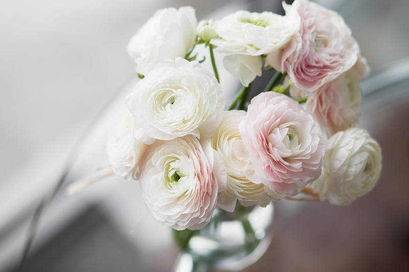 garden, close-up, ranunculuses, plant, carnation, rose, canada, white color, flowers, white, focus on foreground, ottawa, flower, petaled, freshness, inflorescence
