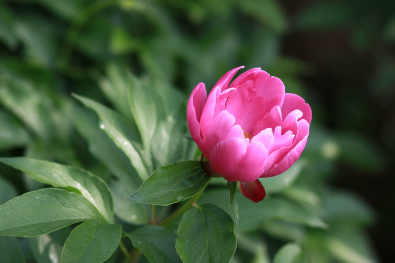 vulnerability, noel online gift shop, hee, petaled, chinese peony, ho-am art museum, flower, spring, fragility, flower head, plant part, pink, peony, summer