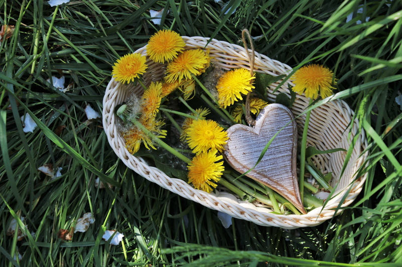 basket, plant, shadow, the structure of the, growth, symbol, directly above, vegetation, alive, flowers, color, style, beautiful, the freshness, figure