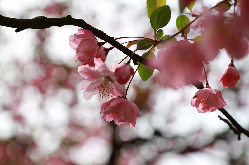 nature, bunch of flowers, 5K, park, pollen, flowers, flower head, cherry blossoms, tree, flowering, garden, petal, beautiful, flowering plant, branch