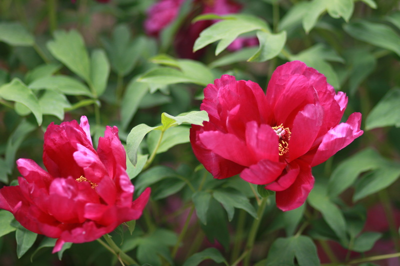 peonies, nature, no people, freshness, growth, outdoors, the, flowerbed, peony, chinese peony, members for, red, japanese tree peony, plant part, summer
