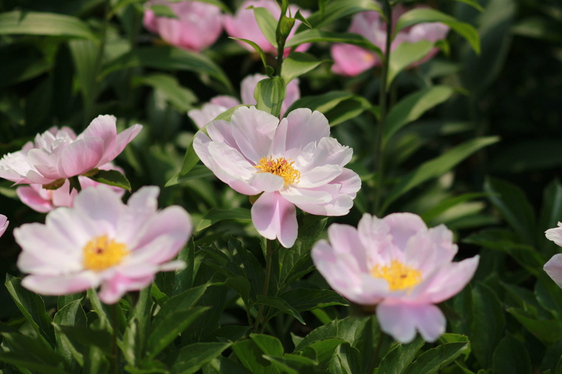 pink color, peonies, flowering plant, beauty in nature, peony, japanese tree peony, fragility, flower head, close-up, skin, growth, plant, inflorescence