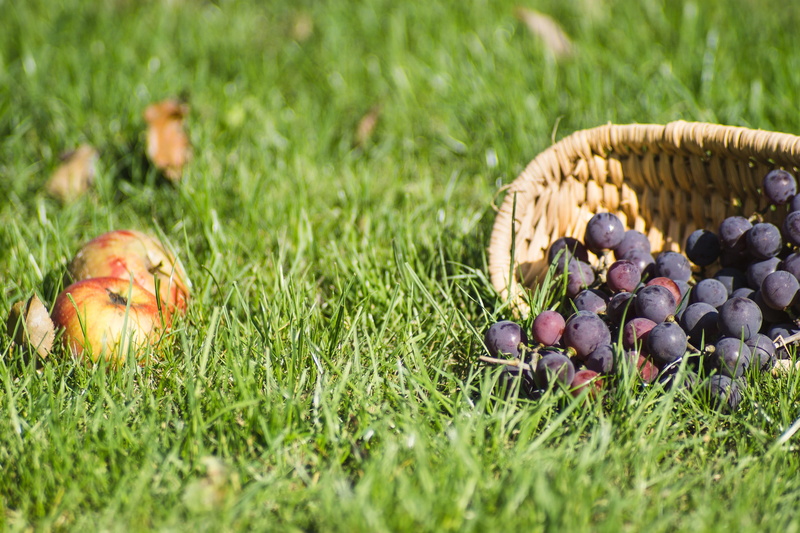 apples, grass, agriculture, green color, basket, garden, sunny day, dark, at the court of, 4K, no people, fruit, nature, food and drink, day, gardening