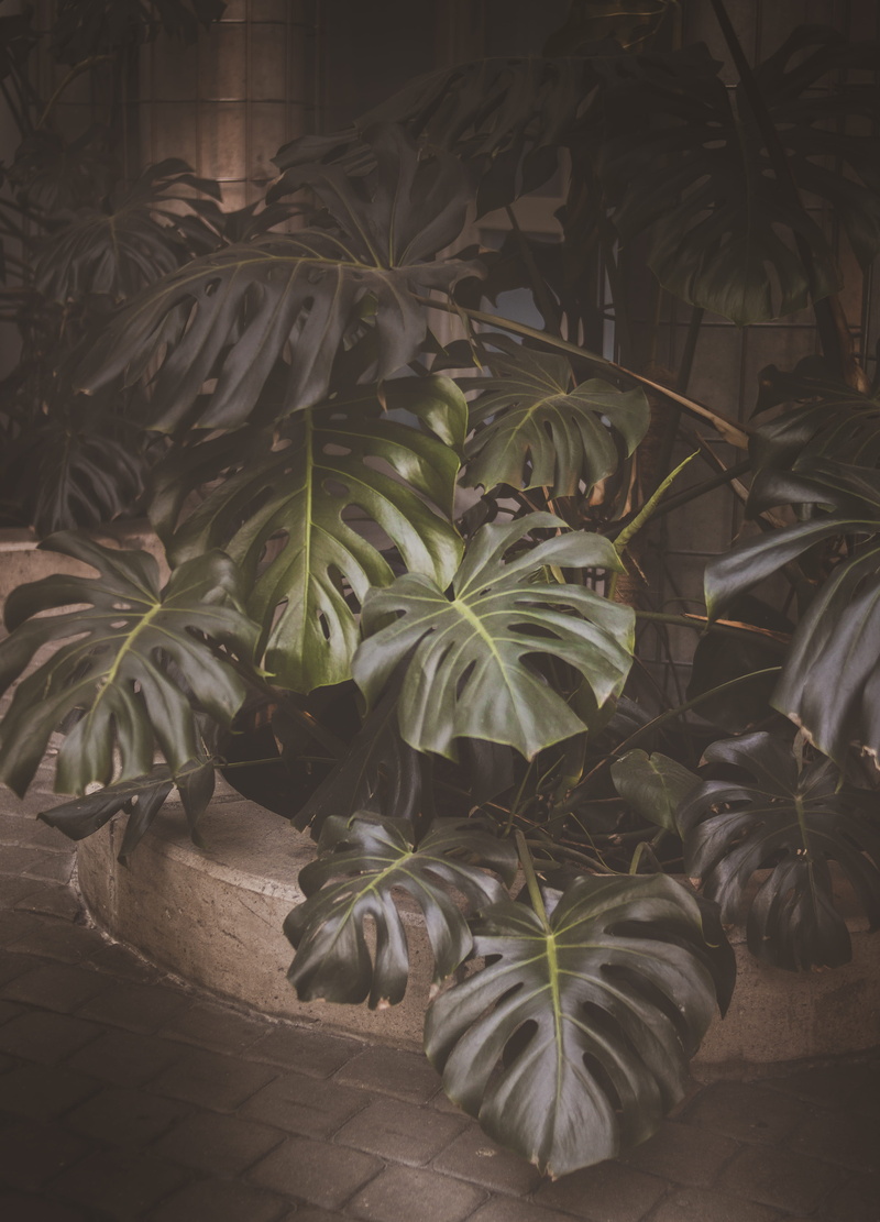 green color, pot, plants, brown, leaves, front or back yard, no people, high angle view, plant, botanical, plant part, outdoors, 4K, beautiful, color