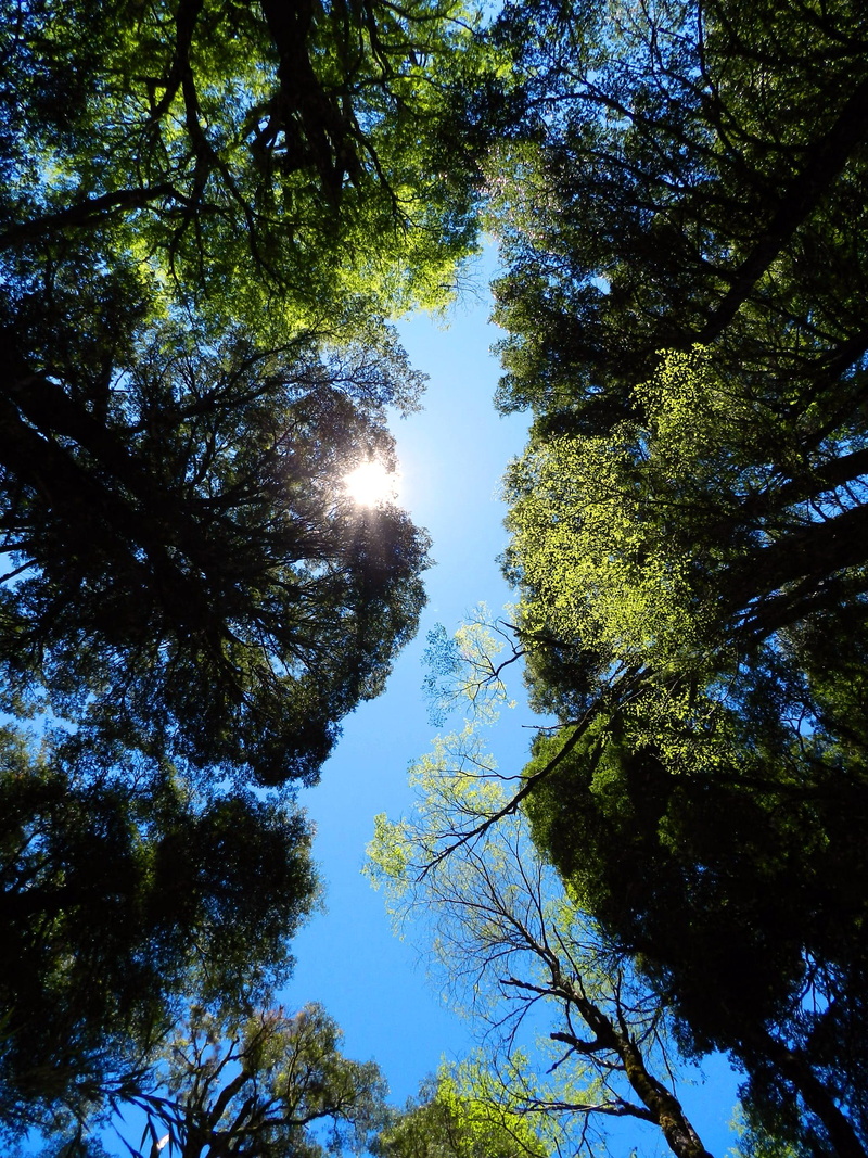 forest, outdoors, chile, new, tree, outside, sun, plant, growth, up, high, background, day, no people, green color, trees, tranquility, flare