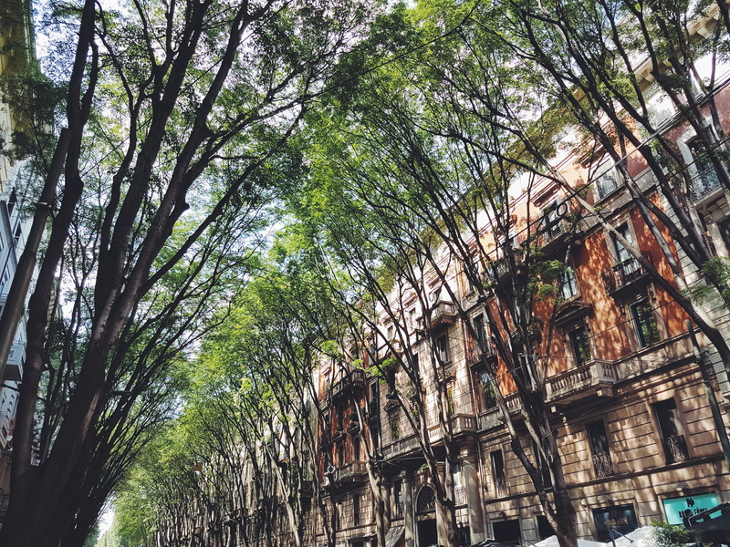 bamboo - plant, tree trunk, history, milano, ruined, outdoors, trunk, tree, italy, nature, cities, 4K, building, day, fresh, branch, city, building exterior