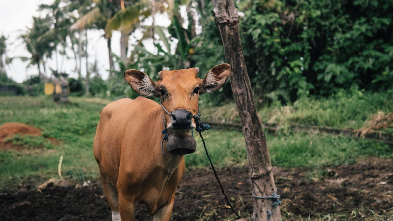 standing, pets, field, one animal, day, domestic, livestock, mammal, vertebrate, animal, animal wildlife, no people, bali, animal themes, indonesia, nature
