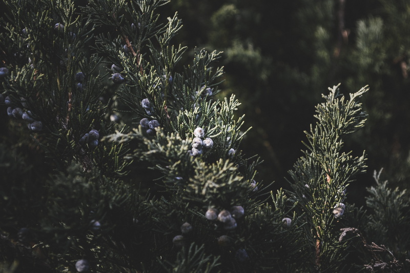 coniferous tree, fragility, background, tree, forest, flower, no people, beauty in nature, sunlight, flowering plant, backgroound image, earth, outdoors