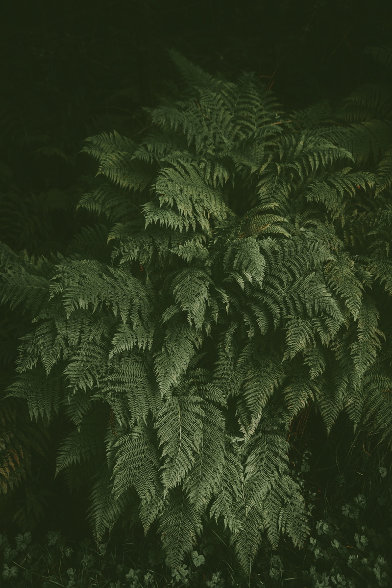 fern, botany, forest, dark, green, tropical Rainforest, woodland, no People, branch, green Color, tree, nature, leaf, rainforest, lush Foliage, bush, leafed