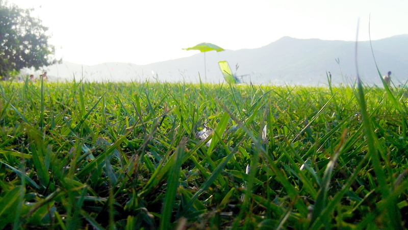 tranquility, rural scene, plant, outdoors, 2K, nature, sky, field, summer, beauty in nature, tranquil scene, greem, landscape, environment, green color