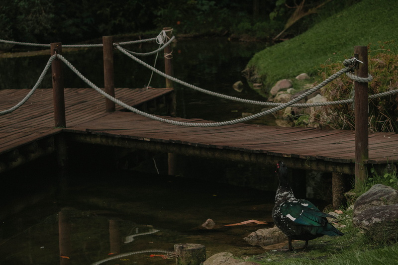 animals, transportation, stone, rope, no people, plant, connection, railing, port, tree, architecture, greem, nature, built structure, water, beautiful
