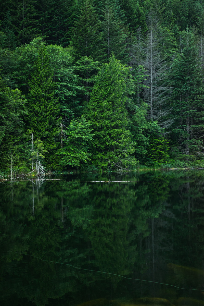 landscape, no people, natural reflection, nature, beauty in nature, foliage, lake, body, forest, calm, brohm lake, greem, woodland, reflection, untitled