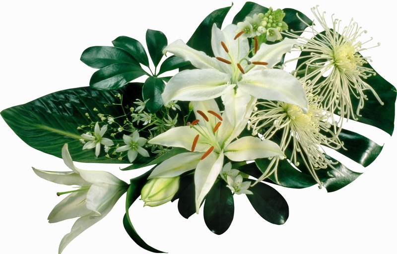 vulnerability, petal, growth, leaves, flower arrangement, swiss, plant part, white, freshness, white background, song, lilies, no people, 1080P, flowering plant