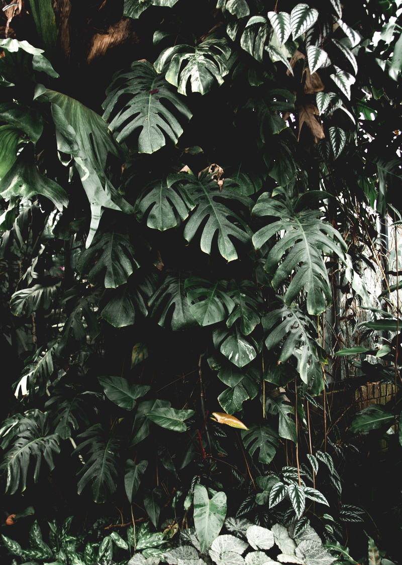 growth, leaf, fruit, day, green color, nature, no people, plant part, plant, tree, close-up, tranquility, land, forest, outdoors, foliage, lush foliage