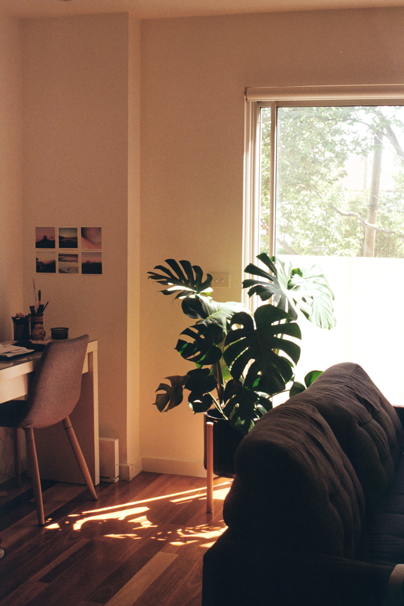day, domestic room, 2K, nature, sofa, chair, no people, home interior, near, table, absence, houseplant, window, home showcase interior, growth, swiss