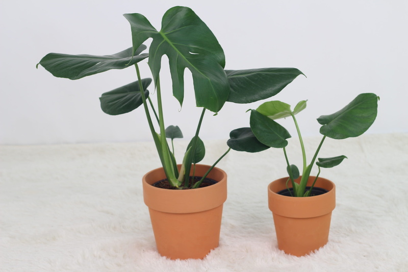 nature, leaf, plant stem, day, potted plant, indoors, no people, houseplant, soil moisture, freshness, plants, flower head, vulnerability, fragility, flowering plant
