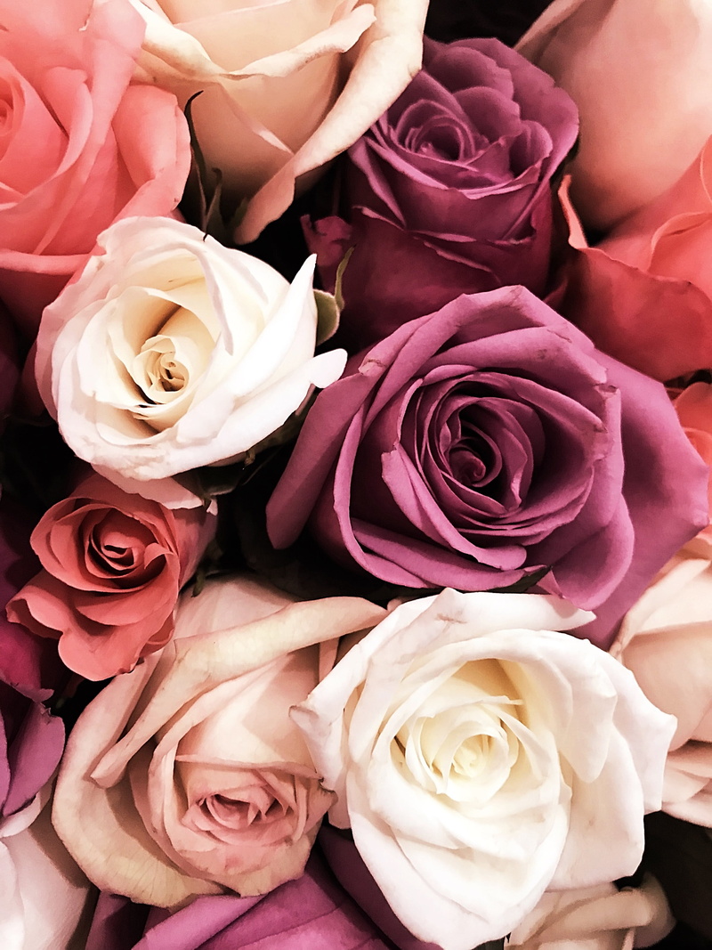 pink, pink color, inflorescence, lockscreen, flower arrangement, rose - flower, nature, purple, plant, vulnerability, flowers, full frame, rose