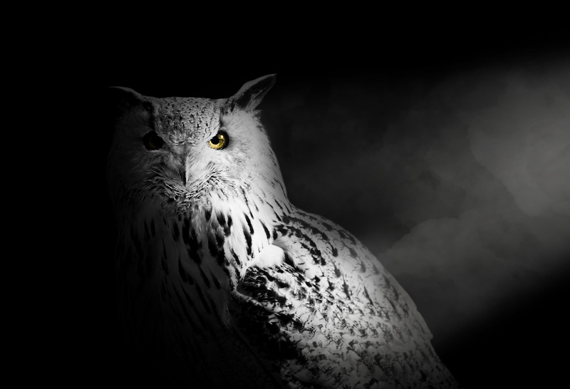 eyes, art, white, animal body part, animals in the wild, bird, design, close-up, vertebrate, animal eye, whisker, clouds, animal wildlife, animal, nature