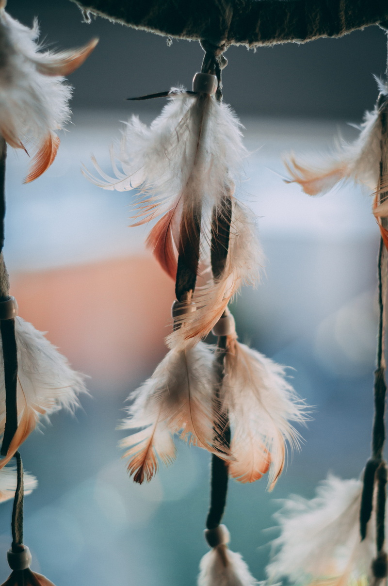 tribal, shallow, no people, plant, animal wildlife, feathers, branch, bead, day, dreamcatcher, animal, vertebrate, softness, brown, selective focus, animals in the wild