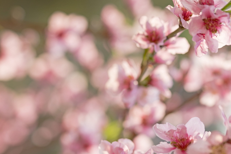 no people, flowering plant, petal, fragility, springtime, flower head, plant, bunch of flowers, nature, selective focus, growth, boho, pollen, freshness