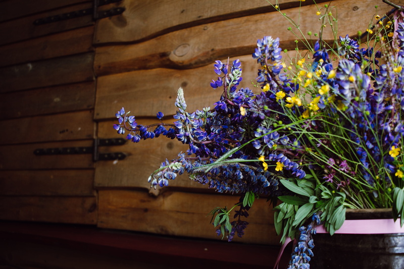 beauty in nature, potted plant, close-up, wall - building feature, flowering plant, no people, plants, boho, brown, outdoors, vulnerability, beautiful