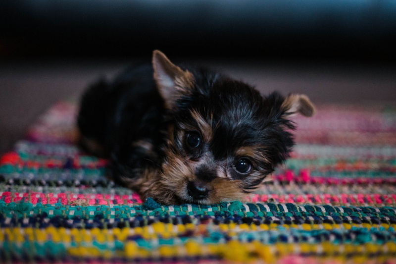 tan, animal, portrait, fluffy, lying, dog, pink, focus on foreground, domestic, yorkshire terrier, terrier, pet, multi colored, animal head, canine, chihuahua - dog