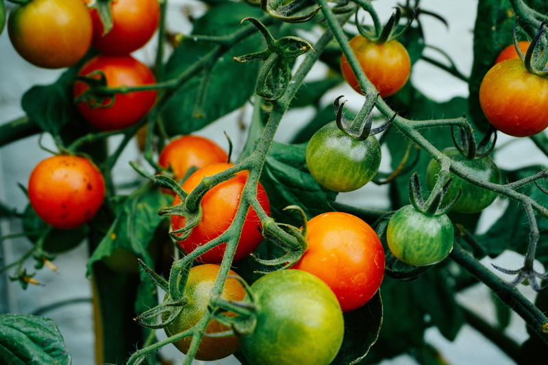 nature, salad, healthy, leaf, close-up, 5K, no people, plant part, growth, freshness, food, healthy eating, green color, red, fruit, vegetable, wellbeing
