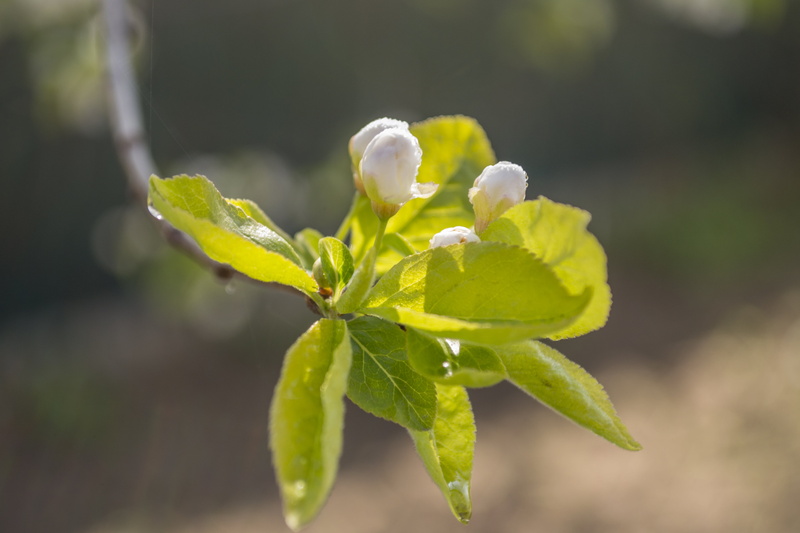 flowering plant, vulnerability, sepal, bud, no people, petal, freshness, green color, spring, herbarium, plant, leaf, focus on foreground, close-up, beginnings
