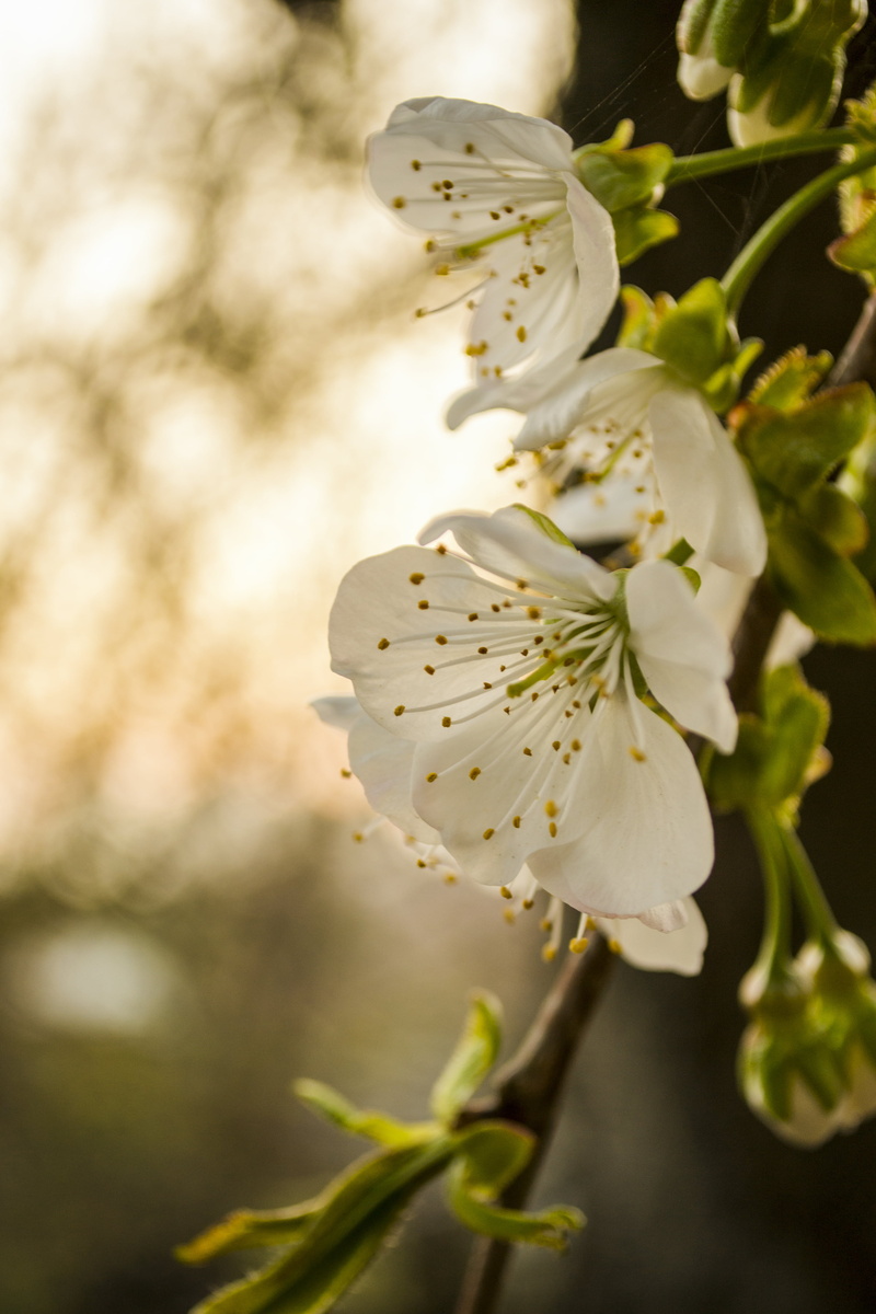 flowering plant, plant, softness, no people, fragility, focus on foreground, freshness, blossom, spring, white color, inflorescence, petal, beauty in nature