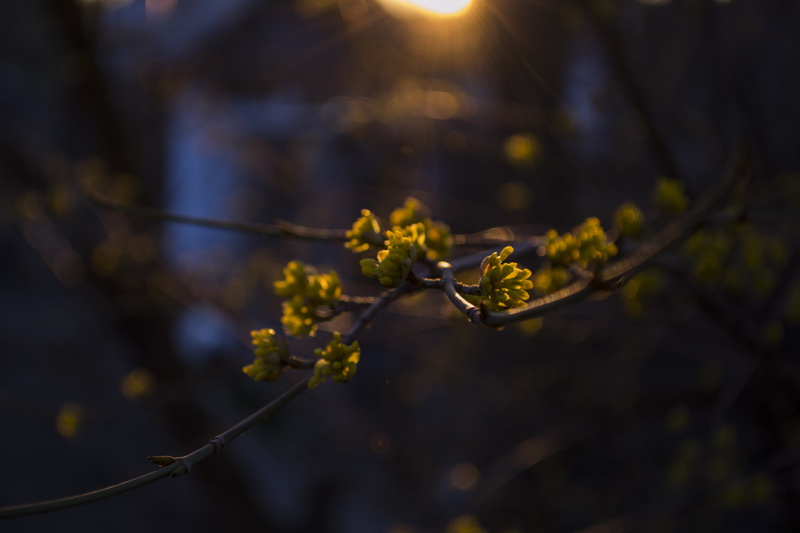 branch, sunset, fragility, focus on foreground, growth, tree, vulnerability, spring, herbarium, flower, freshness, sunlight, flowering plant, flower head