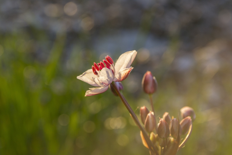 no people, beauty in nature, plant stem, day, herbarium, flowering plant, pink flowers, fragility, plant, botany, growth, inflorescence, freshness, spring