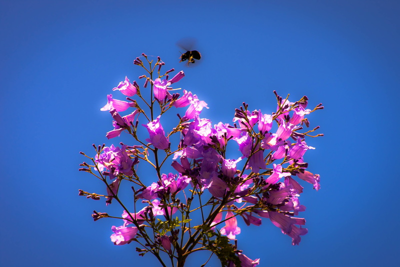 plants, springtime, fragility, animal, clear sky, vulnerability, outdoors, plant, cherry blossom, cherry tree, flower head, sky, freshness, low angle view