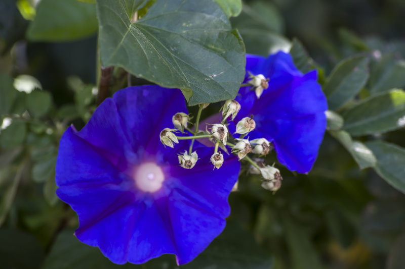 growth, focus on foreground, plant part, flowering plant, beauty in nature, flower, no people, fragility, close-up, inflorescence, herbarium, plant, pollen