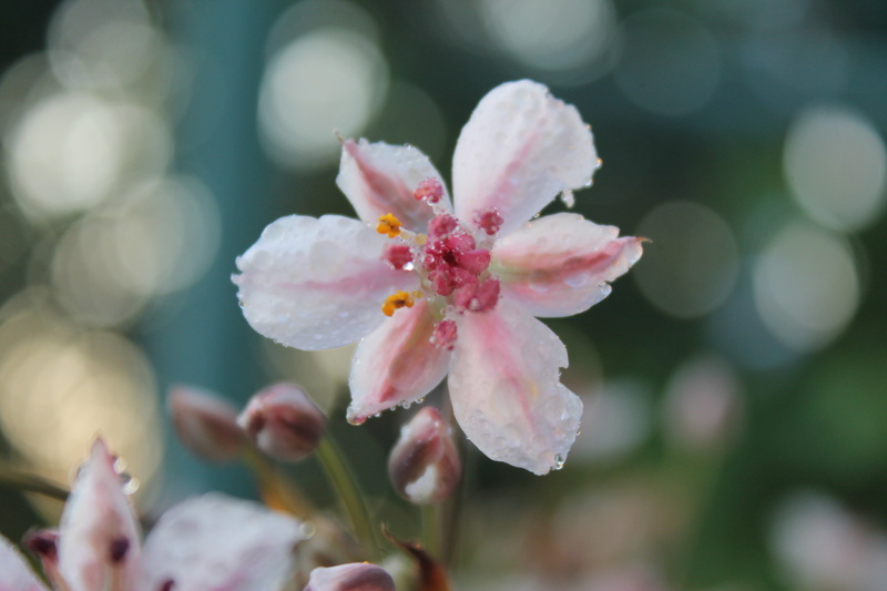 focus on foreground, petal, flowers, freshness, summer, beauty in nature, flower, pollen, close-up, pink color, 4K, nature, growth, flower head, flowering plant