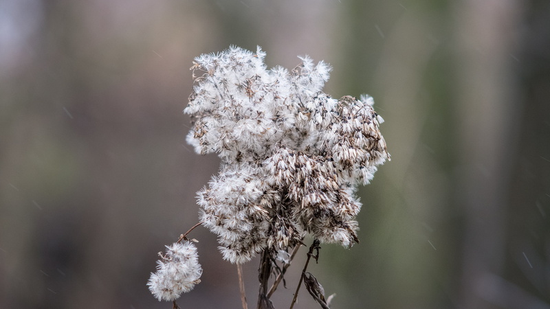 flower, cold temperature, flower head, springtime, freshness, white color, day, focus on foreground, tree, tranquility, depth of field, plant, herbarium