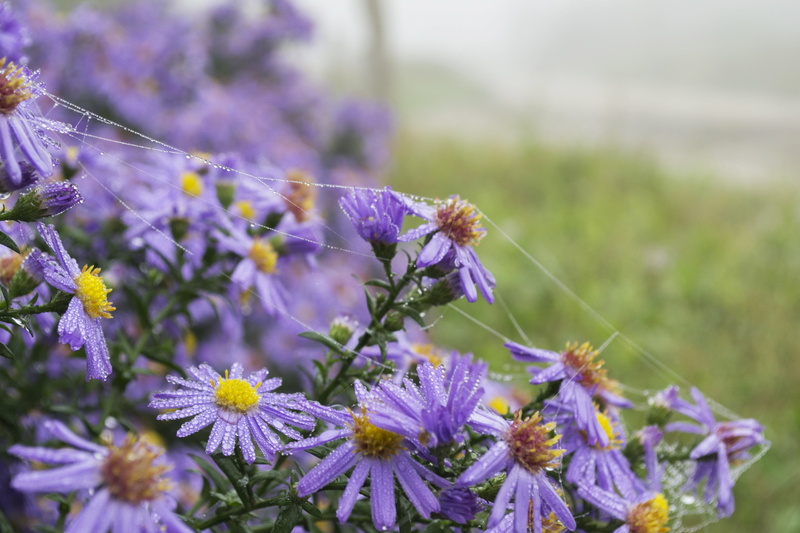 outdoors, herbarium, animal themes, growth, close-up, summer, day, nature, one animal, lavender, petal, 4K, purple flowers, invertebrate, fragility, freshness